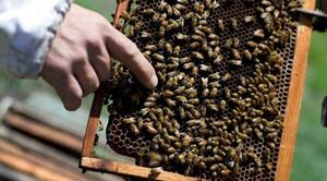 Ataque de abejas, niños asustados uno de ellos quedó en shock – Prensa 5