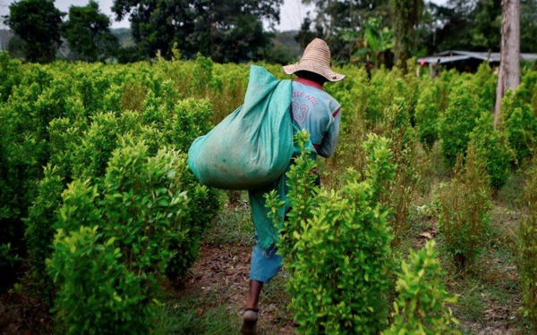 Diario HOY | Colombia rompe récord histórico de narcocultivos: 204.000 hectáreas en 2021