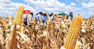 La Nación / Brasil sigue siendo el principal destino del maíz paraguayo pese a récord en su cosecha