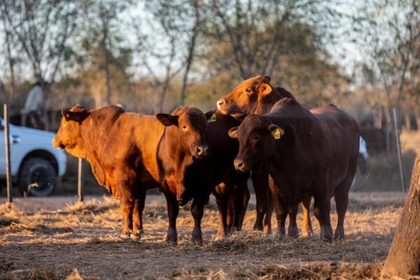 Ferusa Negocios remata el domingo más de 200 Brangus de Altohondo y PAHSA