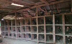 Hallan gran cantidad de gallos de riña en cautiverio en Iruña