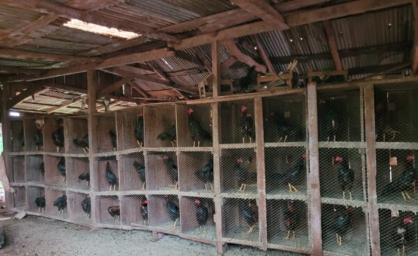 Hallan gran cantidad de gallos de riña en cautiverio en Iruña