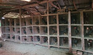 Intervienen vivienda por envenenamiento de perros y hallan gran cantidad de gallos de riña en cautiverio