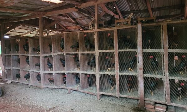 Intervienen vivienda por envenenamiento de perros y hallan gran cantidad de gallos de riña en cautiverio
