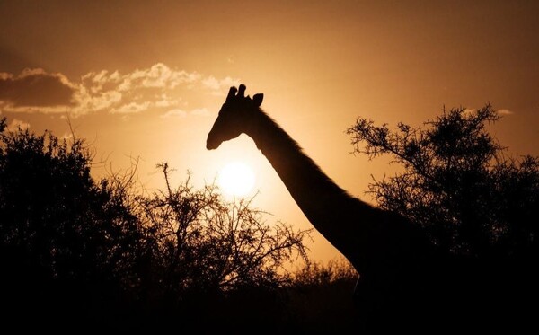 Una beba de 16 meses murió tras ser atacada por una jirafa en una reserva de Sudáfrica - Megacadena — Últimas Noticias de Paraguay