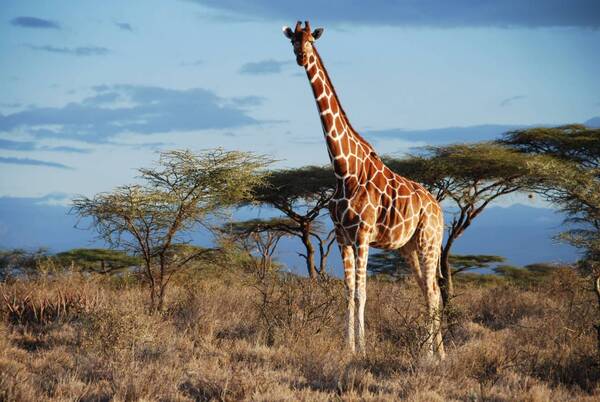 Diario HOY | Una jirafa mata a una bebé de 16 meses en Sudáfrica