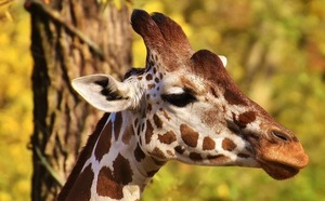 Sudáfrica: jirafa atacó y mató a una bebé - Unicanal