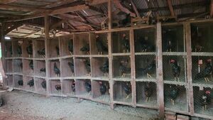Iruña: Hallan una gran cantidad de gallos de riña en cautiverio