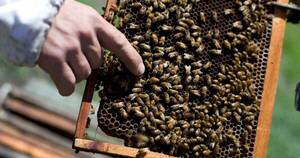 La Nación / Abejas atacan a niños, uno de ellos se salva de milagro