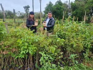 Instalan vivero forestal municipal en colegio de Acahay - Nacionales - ABC Color