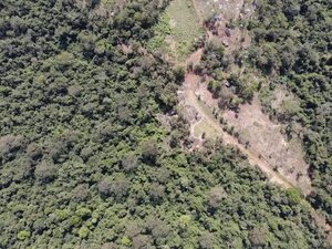 Denuncian deforestación masiva de unas 1.300 hectáreas de bosques en Carayaó - Nacionales - ABC Color
