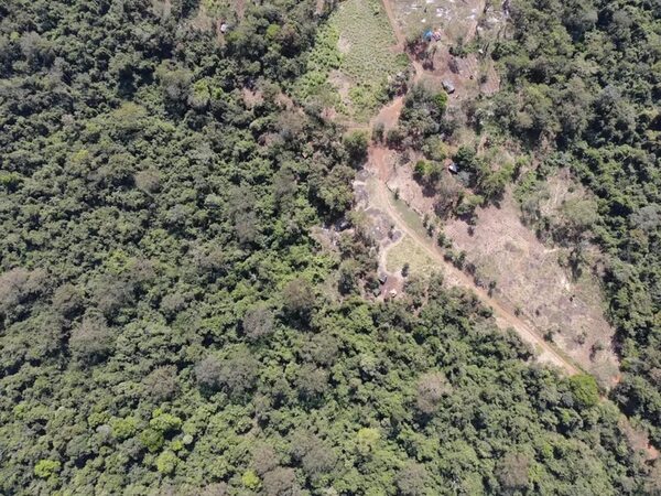 Denuncian deforestación masiva de unas 1.300 hectáreas de bosques en Carayaó - Nacionales - ABC Color