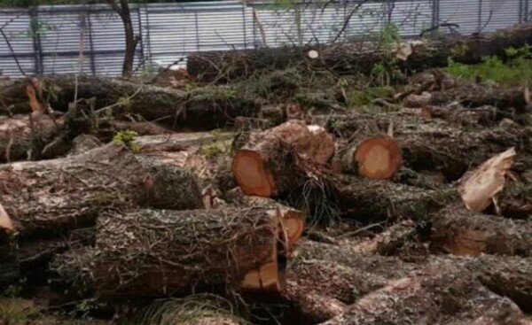 Imputan a administrador de establecimiento rural por tala de árboles