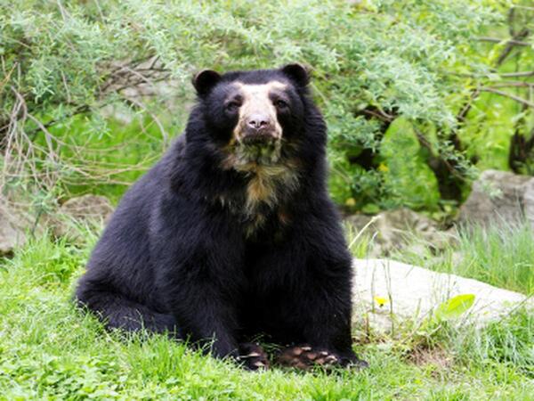 Diario HOY | Avistan osos de anteojos en reserva natural de Perú