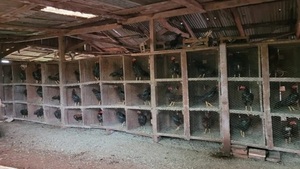 Hallan gran cantidad de gallos de riña en cautiverio en Alto Paraná - Paraguaype.com