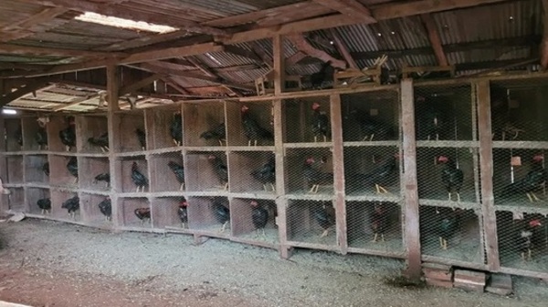 Hallan gran cantidad de gallos de riña en cautiverio en Alto Paraná - Paraguaype.com