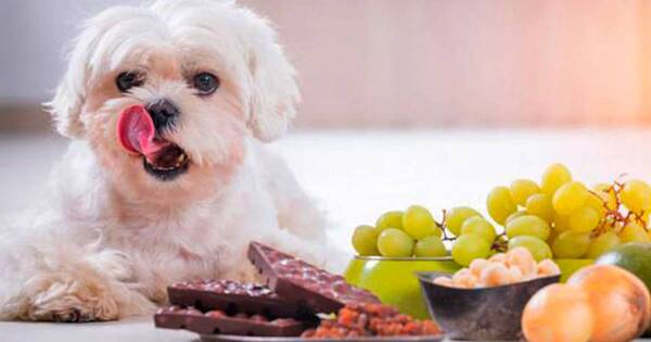 La Nación / Nunca le des a tu perro estos alimentos