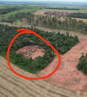 Imputan a administrador de establecimiento rural por tala de árboles y piden su prisión preventiva – Diario TNPRESS