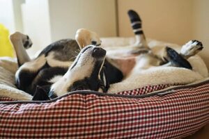 ¿Por qué se muerde la cola? Razones de conductas caninas curiosas - Mascotas - ABC Color