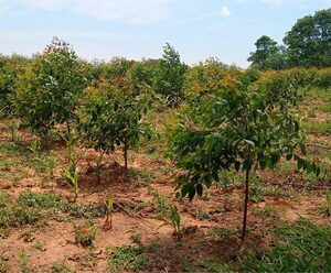 Más de 500 familias campesinas de San Pedro implementan proyecto de modelos agroforestales