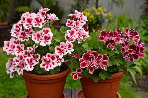 Las mejores plantas y flores de la temporada para la casa