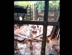 Crónica / Crueldad: matan a perro con un machetillo para robar 20 gallinas