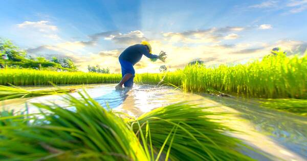 La Nación / Paraguay puede aprovechar menores costos de producción de arroz