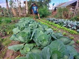 Mejoran la producción hortícola con el desarrollo de un sistema de vivero, en Ayolas