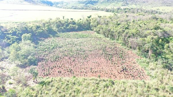 Anulan centro de producción de marihuana en Capitán Bado