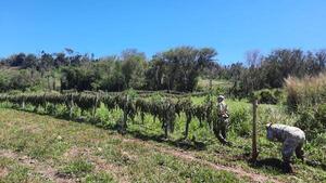 Senad anula 8,5 toneladas de marihuana tras intervención en Capitán Bado, Amambay - .::Agencia IP::.