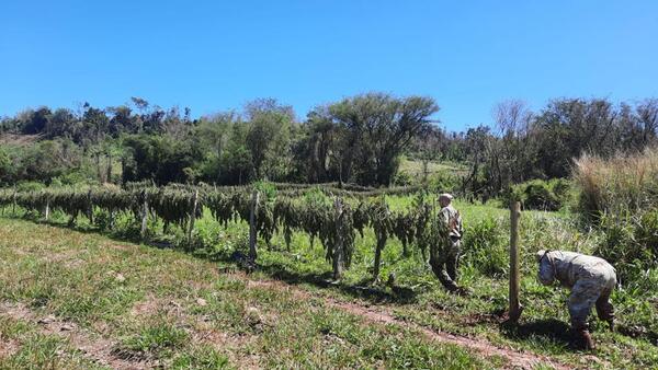 Senad anula 8,5 toneladas de marihuana tras intervención en Capitán Bado, Amambay - .::Agencia IP::.