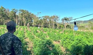 Diario HOY | Anulan inmensa cantidad de marihuana “colombian gold” en Capitán Bado