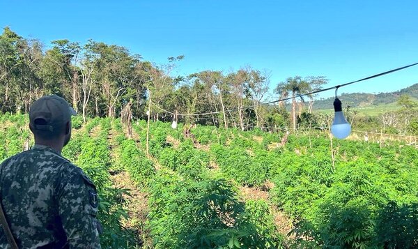 Diario HOY | Anulan inmensa cantidad de marihuana “colombian gold” en Capitán Bado