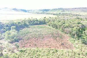 Detectan en Amambay plantaciones de marihuana “Colombian Gold” - Policiales - ABC Color