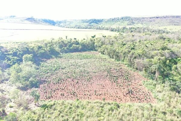 Detectan en Amambay plantaciones de marihuana “Colombian Gold” - Policiales - ABC Color