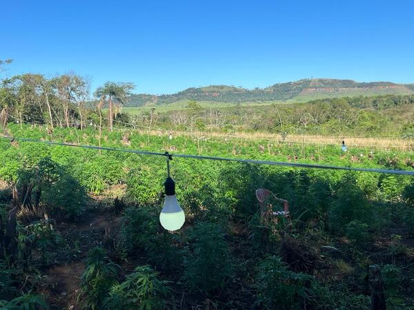 SENAD anuló centro de producción de marihuana de la variedad “colombian gold” | 1000 Noticias
