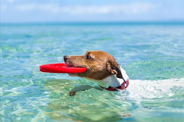 Vacaciones en la playa con tu mascota: hoteles pet friendly