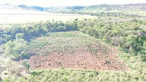 Capitán Bado: Destruyen campamentos de producción de marihuana Gold - Paraguaype.com