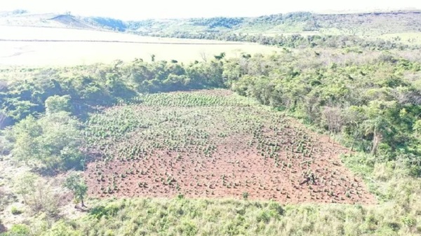 Capitán Bado: Destruyen campamentos de producción de marihuana Gold - Paraguaype.com