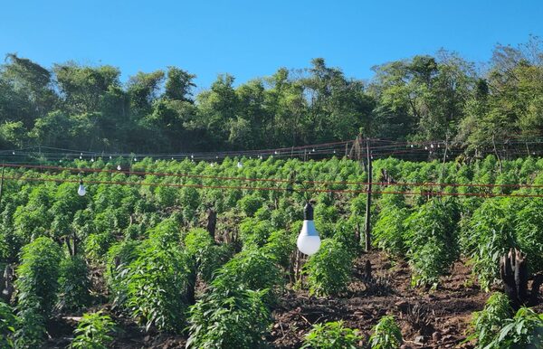 Destruyen cultivo de marihuana de alta calidad: Contaban con generadores e iluminación led - Megacadena — Últimas Noticias de Paraguay