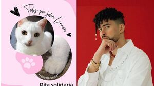 Para salvar a su gatita sorteará entrada para el show de Bad Bunny