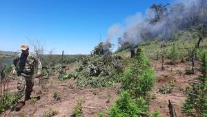 Diario HOY | Hallan narcocampamentos y anulan 8.500 kilos de marihuana