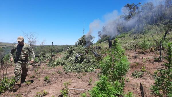 Diario HOY | Hallan narcocampamentos y anulan 8.500 kilos de marihuana