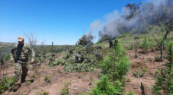 Crónica / Detectan varios campamentos narcos y anulan toneladas de marihuana