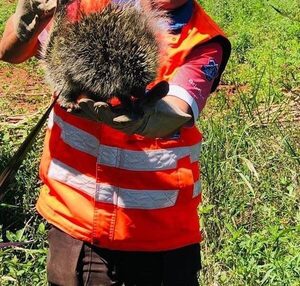 Hallan puerto espín en Mallorquín