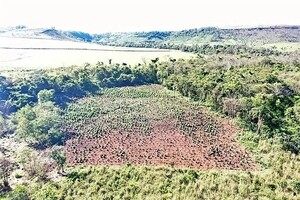 ANULAN CENTRO DE PRODUCCIÓN DE MARIHUANA EN CAPITÁN BADO - La Voz del Norte