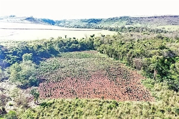 ANULAN CENTRO DE PRODUCCIÓN DE MARIHUANA EN CAPITÁN BADO - La Voz del Norte