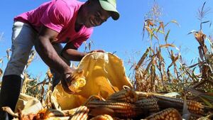 Buena producción de maíz impulsa los envíos en el segundo semestre | Agronegocios | 5Días