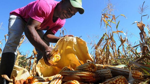 Buena producción de maíz impulsa los envíos en el segundo semestre | Agronegocios | 5Días