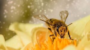 Los insectos aumentan la carga eléctrica atmosférica
